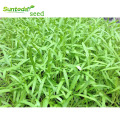 Green leaf green stem kongxin cai kangkong water spinach Chinese vegetable seeds package